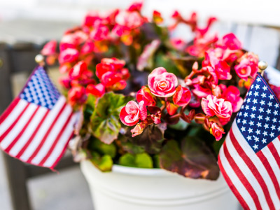Patriotic potted flowers