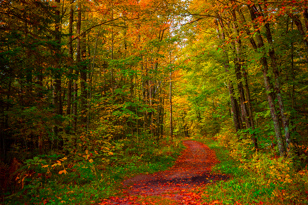 Fall Foliage in Newport News, VA,