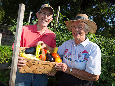 senior couple picking vegetables in garden